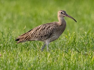 Großer Brachvogel, Foto: Bettina Kelm
