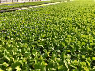 レタスのプラグ育苗