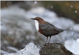 Wasseramsel (Foto: Dieter Hopf, LBV-Bildarchiv)