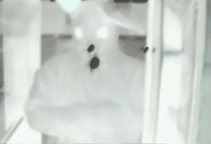 Oh weh ich komm zu spät      2005