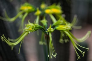 Une orchidée exotique dans la serre (Photo Alain Tessier) 