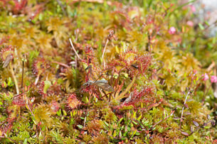 (Photo Alain Tessier) 