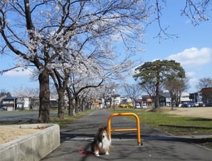 Taken at Cherry-Avenue on April 13th