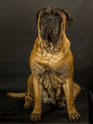 The Peatcutter's I Am Your Dream ♀