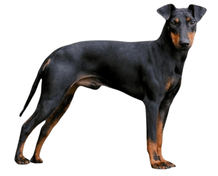 manchester-terrier-hund-black-and-tan-liegend-png