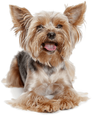 Image animaux detourée transparent sur fond blanc fiche chien yorkshire terrier png
