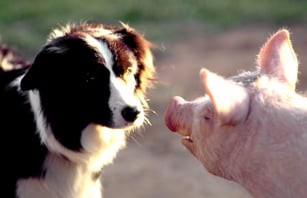 babe et fly copain comme cochon border collie chien de troupeau