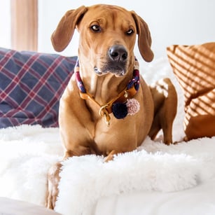 hundsoadli Halsband aus Leder und Tau