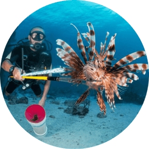Invasive lionfish tracker hunter