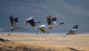 Bhutan-Reise mit Besuch des Schwarzhalskranich-Festivals in Phobjikha