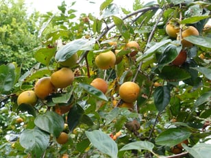 中目黒公園の柿の木。品種は次郎柿