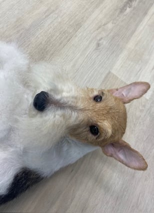 寝ているワイヤーフォックステリア