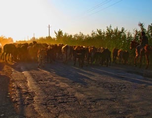 Viehherden benutzten wie selbstverständlich die Strasse