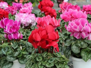 生産直売の宮子花園は、早咲きでコンパクトでボリュームのある５号鉢のシクラメン「ハイライトシリーズ」を販売しています。