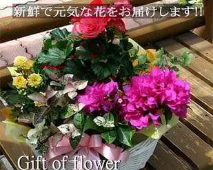 生産直売の宮子花園は、元気で新鮮なお花のギフトを四季を通じて販売しています。