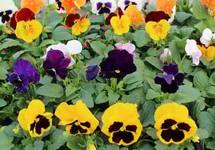 生産直売の宮子花園は、パンジーのポット苗を数色組み合わせて販売しています。