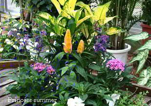 生産直売の宮子花園は、ご自分で寄せ植えをしたい方に、失敗しない・見た目にお洒落なコニファーとガーデンシクラメン等寄せ植え用の苗をセットして販売しています。