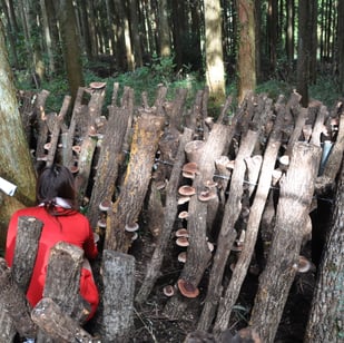 椎茸原木ほだ場