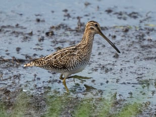 Bekassine, Foto: Andreas Hartl, LBV-Bildarchiv