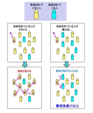 集団免疫が成立する仕組み　　　　　　　　　