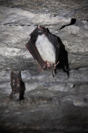 LBV-Bildarchiv Foto: Christian Söder