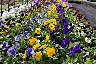 生産直売の宮子花園は、ビオラより花が大きくパンジーより小さい花ですが、育てやすくボリュームが出る良く咲くスミレをお手頃価格で販売しています。