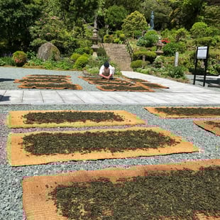 妙法山の茶摘み