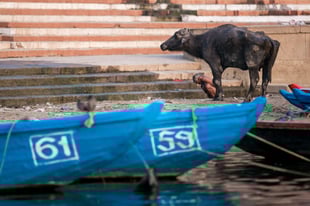 Cómplice de humanos