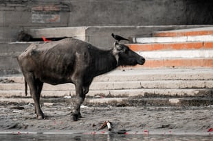 Jugando con nuevos amigos