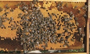 Danach grosses Brutnest