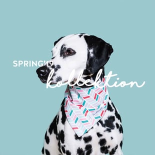hundsoadli Frühlingskollektion Mode für Hunde