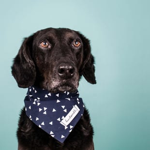 Kalle mit Hundehalstuch