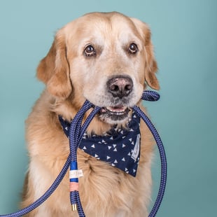 Golden Retriever mit blauer hundsoadli Leine