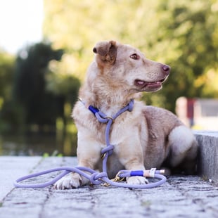 Hazel mit Retrieverleine aus Kletterseil