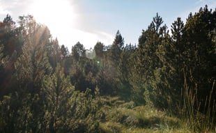 Moorwald, Foto: Jonas Meyer