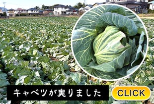 2026/1/31  キャベツが実りました