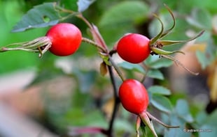 Wildrosen, Wildsträucher, Heckensträucher, Ökologie, Artenvielfalt, Biodiversität