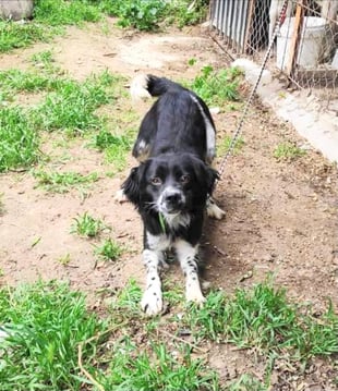 Timmi - ein Leben an kurzer Kette