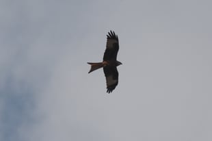 Foto: Michael Herzig