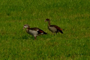 Nilgans Paar (Foto: Joachim Aschenbrenner)