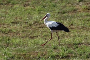 Adulter Weißstorch zu Besuch im Loichinger Moos (Foto: M.Herzig)