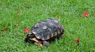 Praktisch ist das schon, wenn man das Haus immer dabei hat.