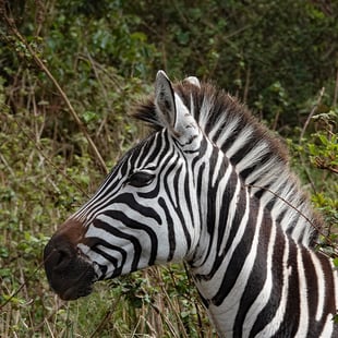 Immer wieder attraktiv und ein willkommenes Sujet.