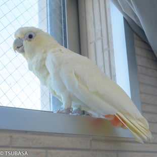 がーちゃん＠フィリピンオウム（認定NPO法人TSUBASA）