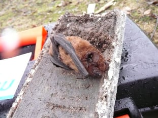 Tote Fledermaus in Einflugloch von innen