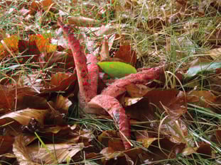 Tintenfischpilz, Foto: Franz Breit