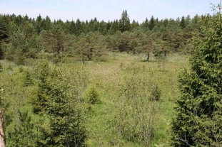 Teilweise stark verbultetes und bestocktes Hangquellmoor bei Puppling, Foto: Sabine Tappertzhofen, LBV