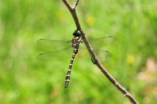 Gestreifte Quelljungfer, Foto: K. Müller