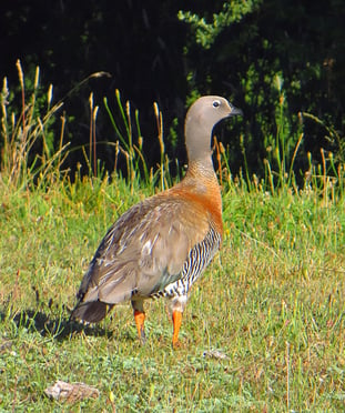 Die schön gefiederten Graukopfgänse sehen wir häufig.