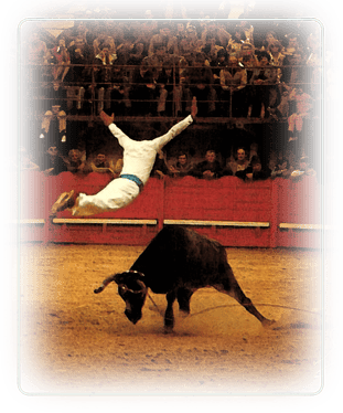 orthe, landes, aquitaine, peyrehorade, course landaise, ganaderia, sauteur, cordier, talanquère, vache